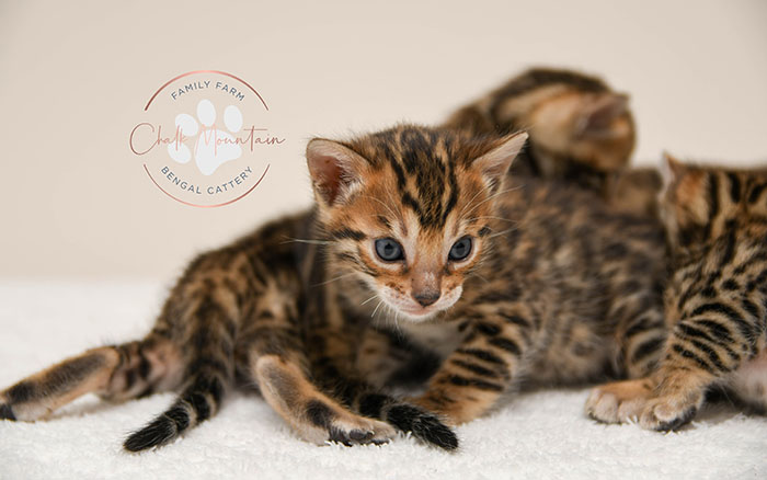 Bengal kitten for sale